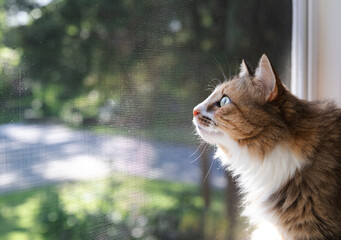 Indoor cat sitting in front of defocused black fly screen and foliage. Cute kitty looking with intense body language out of the window. Long hair calico or torbie cat. Selective focus on face.