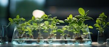 Genetically modified plant tested in lab With copyspace for text