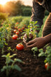 © anandart - Unrecognizable hands of a person harvesting vegetables in a food garden without agrochemicals. Concept of sustainable living and circular economy