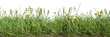 Grass border with daisies and dandelions isolated on transparent background.