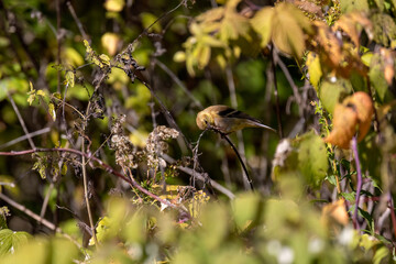 Sticker - The American goldfinch (Spinus tristis)