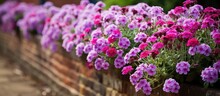 Vibrant Flowerbed With Purple Verbena In Historic Eastcote House Gardens London UK With Copyspace For Text