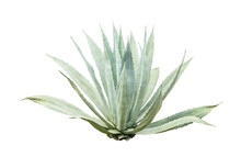 Agave Plant Isolated On White Background.This Has Clipping Path.	
