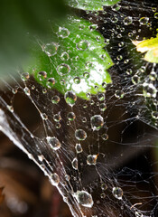 Wall Mural - Drops of water on the web.Background