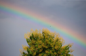 Wall Mural - Rainbow in the sky over the tree, rainforest, Thailand