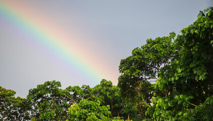 Wall Mural - Rainbow in the sky over the tree, rainforest, Thailand