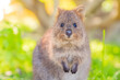 Happiest animal, quokka is smiling and welcoming to her home town Rottnest island, Western Australia