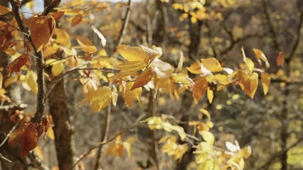 Wall Mural - Slow motion of autumn leaves on a branch in october