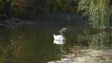 A large white swan on a pond gets its food in the water and drinks the water. Lonely swan in the autumn park. Beautiful nature, help and care for wild animals.