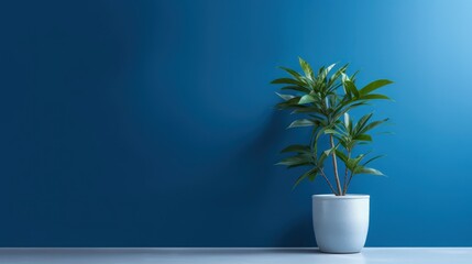 Canvas Print - Fresh green leaves of tropical palm against blue wall background and bright shadows.