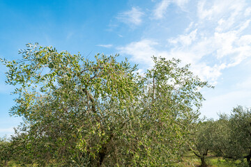 Wall Mural - garden with olive trees on a sunny day