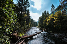 A River Running Through The Forest In Yosemite National Park, California