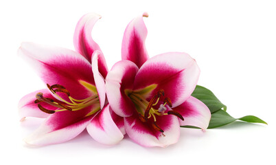 Canvas Print - Two pink lilies.