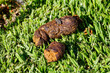 Description
Round and smelly dog poop on green grass attracting insects and house fly in Western Cape, South Africa