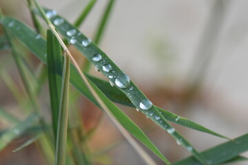 Poster - dew on grass