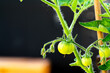 Tomaten selbst angepflanzt vor dunklem Hintergrund