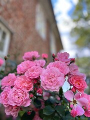 Wall Mural - Tender pink roses, blooming bush