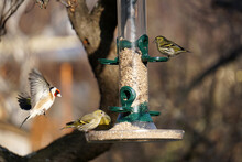 Siskins And Goldfinches On Bird Feeder In Winter
