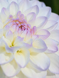 Fototapeta Kwiaty - Delicate lilac dahlia close-up with dew drops