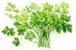 Watercolor illustration of chervil or french parsley herb. Generative AI