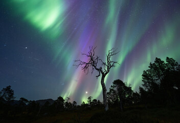 The Old Tree and the Northern Lights
Another evening with extremely active Northern Lights, KP4-5 activity, it became a  G2 geomagnetic storm !