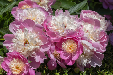 Poster - Pfingstrosen (Paeonia)