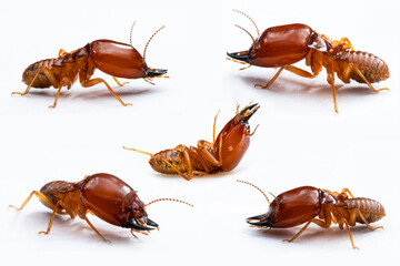 termites damage the home, macro close up termites isolate on white background,character of termites dead and standing