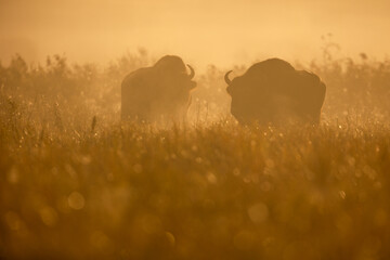 Wall Mural - European bison - Bison bonasus in the Knyszyńska Forest (Poland)