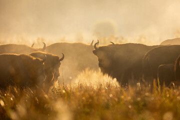 Wall Mural - European bison - Bison bonasus in the Knyszyńska Forest (Poland)