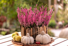 Autumn Decorations With Heather In A Wooden Plant Bowl Together With Edible Chstnuts And Little Pumpkins Made Of Concrete