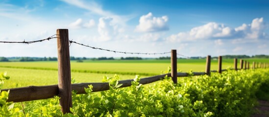 Sticker - Green soybean field split by a road seen panoramically