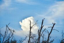Silhouette Of A Dead Bare Tree   Against A Blue Sky With Fluffy Clouds.