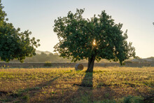 Field Of Carob Trees, Ceratonia Siliqua At Sunrise