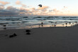 Stado mew na plaży przed zachodem słońca