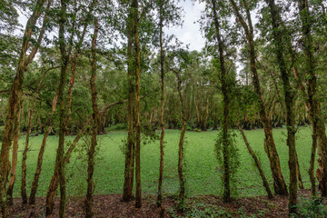 Tra Su forest - Melaleuca Cajuputi forest, a famous destination to travel in Mekong Delta Vietnam