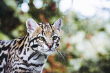 Portrait close-up d'un félin mignon, ocelot