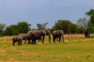 Poster - Herd of african elephants in savanna in Serengeti National park in Tanzania