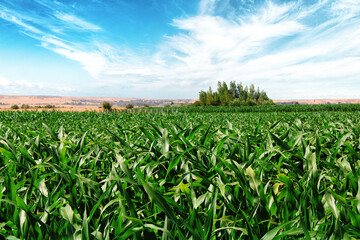 Wall Mural - Corn field with blue sky view.