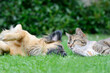 dog and cat lying on meadow in the garden