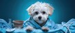 Injured Maltese pup in vet s care