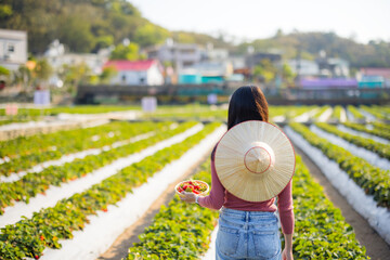 Sticker - Woman pick strawberry in organic farm