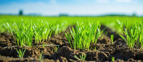 Wall Mural - Wheat crops thrive on Hungarian farms