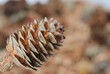 A lone brown fir cone close-up front view on the background of many cones