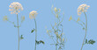 Few stems of various forest plants witn white flowers isolated on white background