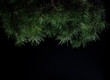 Many pine branches on dark background