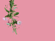 Stem of bindweed with white flowers and green leaves on rose background