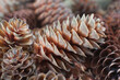 A pile of many various brown fir cones front view