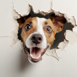 A mischievous and restless dog breaks through a wall and peeks out, Jack Russell terrier