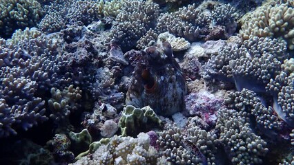 Wall Mural - Octopus hiding in a coral reef in the red sea