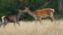 Red Deer Hind Eating Grass With Her Fawn. Deer Doe With Her Cub Grazing On A Meadow Filed In Autumn Season. 